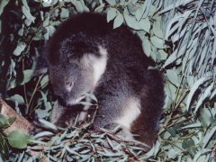 Koala on an eucalyptus tree