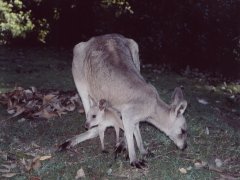 Grey kangaroo with joey