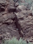 Schwarzfüssige Fels-Wallabies