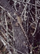 Lizard, Muramarang NP