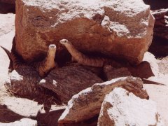 Big Lizard, Reptile center - Alice Springs