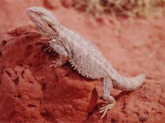 Braunbart-Echse, im 'Reptile center' Alice Springs