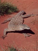 Riesenechse, genannt 'Goanna', im 'Reptile center' Alice Springs
