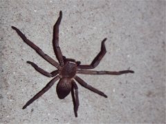 Young huntsmen spider female, 10 cm diameter
