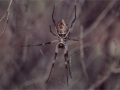 A kind of golden web spider, Ayers Rock