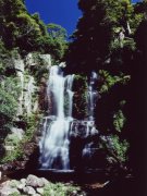 Waterfall, Minnamurra Rainforest NP