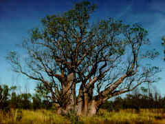 Big boab tree
