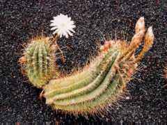 Cactus garden - flowers