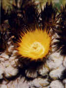 Arizona the cactus state