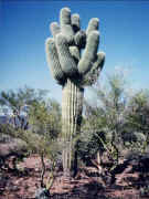 Arizona the cactus state
