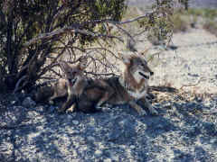 Death valley coyotes