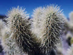 Josua Tree - cactus garden