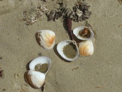 Shells at the beach, Moeraki Boulders
