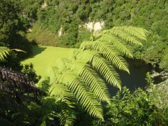 Emerald pool, Waimangu volcanic valley, near Rotorua