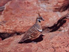 Crested pigeon