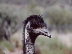 Porträt eines Emus