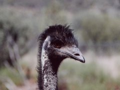 Emu portrait