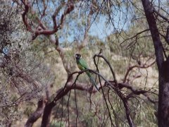 Ringneck parrot