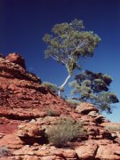 Ghost gum Baum, Kings Canyon Nationalpark