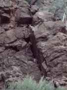 Black footed rock wallabies