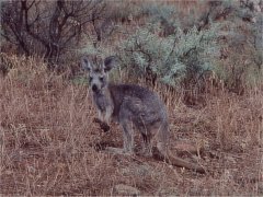 Female red kangaroo, called Euro