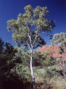 Ghost gum, Die Olgas