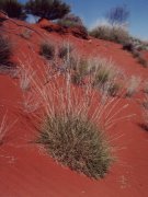 Spinifex grass, red center