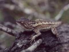 Lizard, Muramarang NP