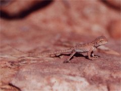 Lizard, Kings Canyon NP