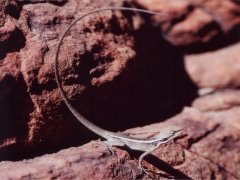 Lizard, Kings Canyon NP