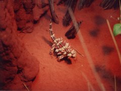 Thorny devil, Desert Park - Alice Springs