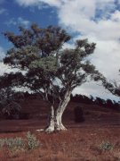 Red gum, Flinders Rages NP