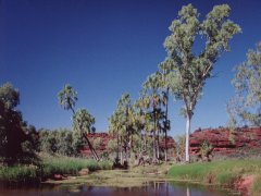 Red cabbage palms, Palm Valley NP