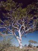 Ghost gums, Easter McDonell Range