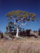 'Ghost gum', McDonell Range Ost