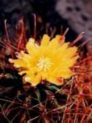 Cactus garden - flower
