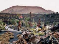 Cactus garden - overwiev