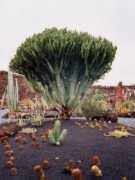 Cactus garden