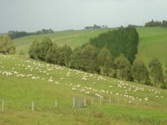 Heaps of sheeps, Catlins coast