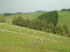 Schafe, Schafe, Schafe..., Catlins coast