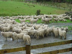 Heaps of sheeps, Catlins coast