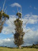 Funny tree, north of Te Anau