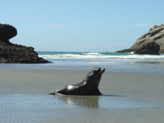 Seal at Wharariki beach