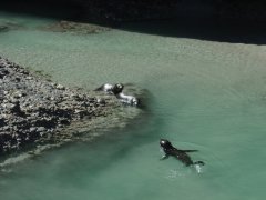 Seelöwen am Wharariki beach